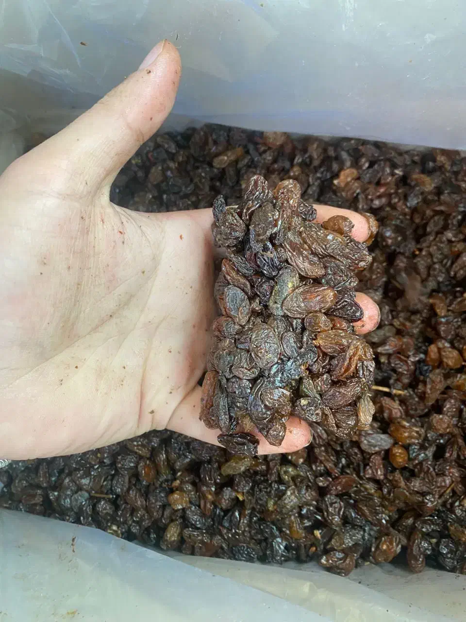 کشمش عنابی درجه یک|خوردنی و آشامیدنی|میانه, |دیوار