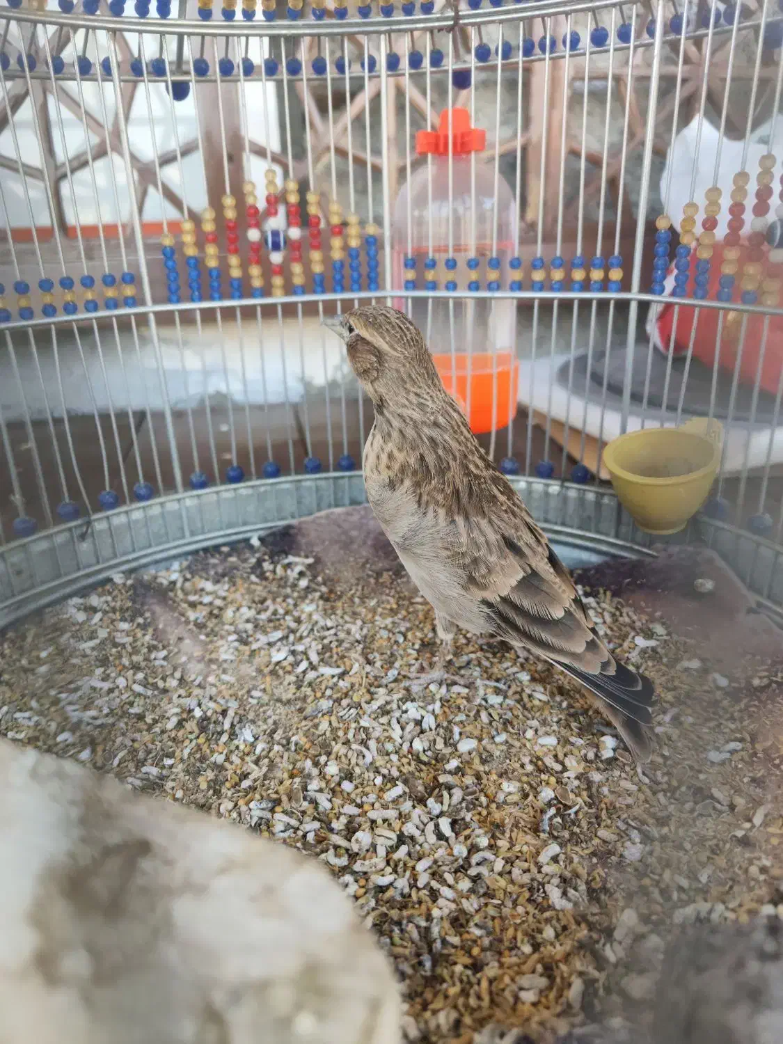 پرنده سهره خاکی|پرنده|صحنه, |دیوار