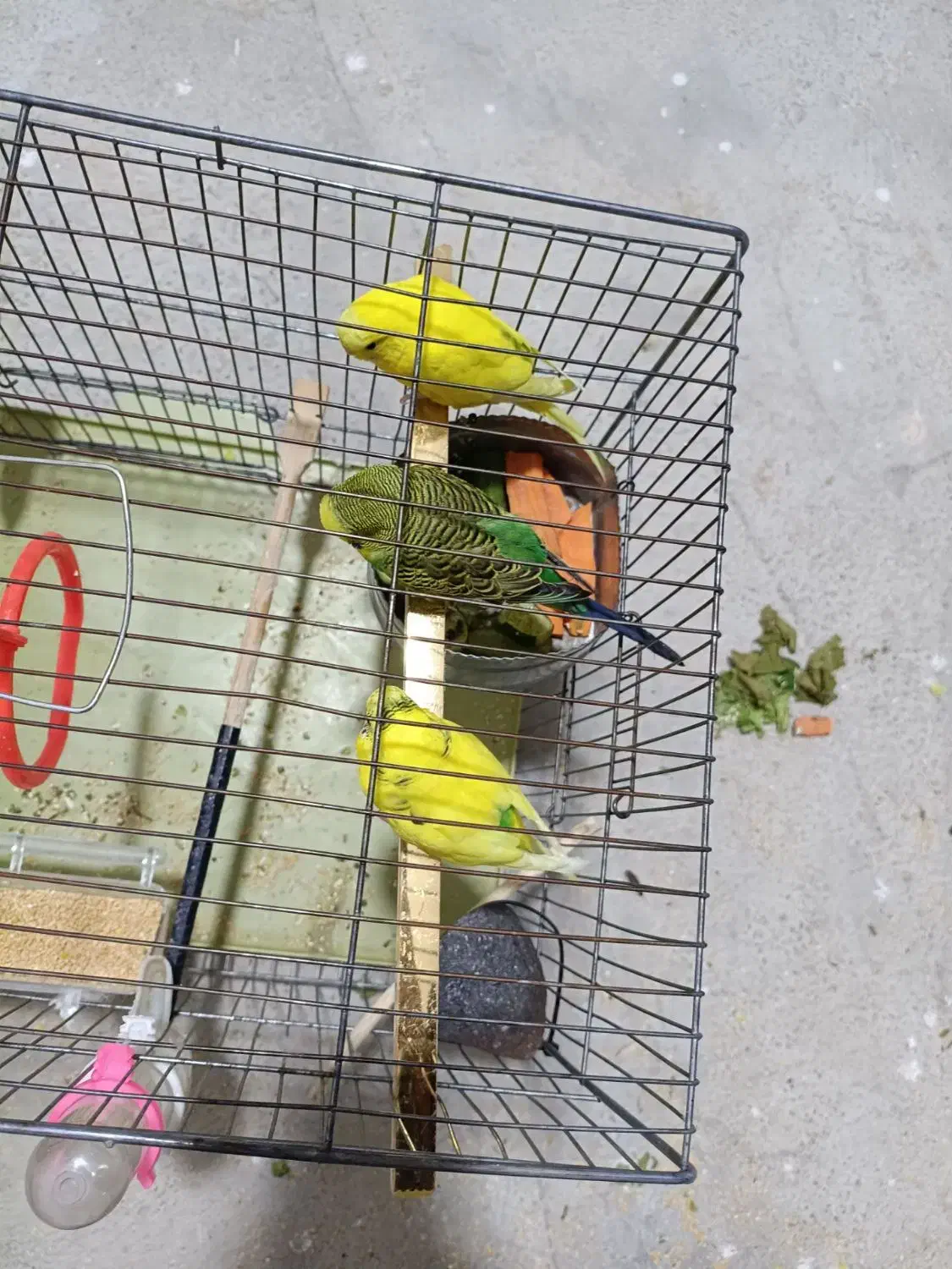 مرغ عشق|پرنده|روانسر, |دیوار