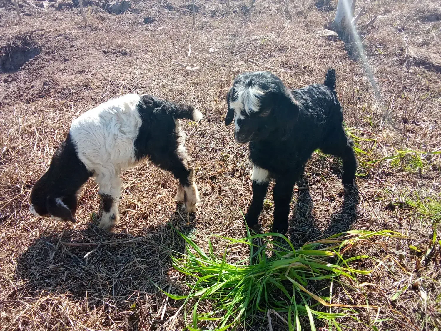 بزغاله|حیوانات مزرعه|رشت, حومه رشت|دیوار