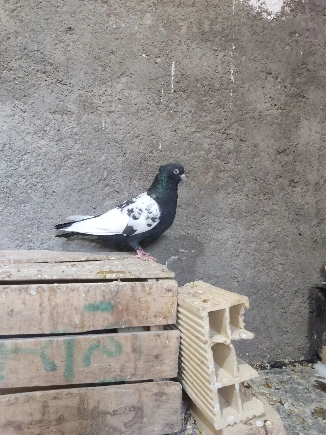 سینه سیاه نر|پرنده|خوسف, |دیوار