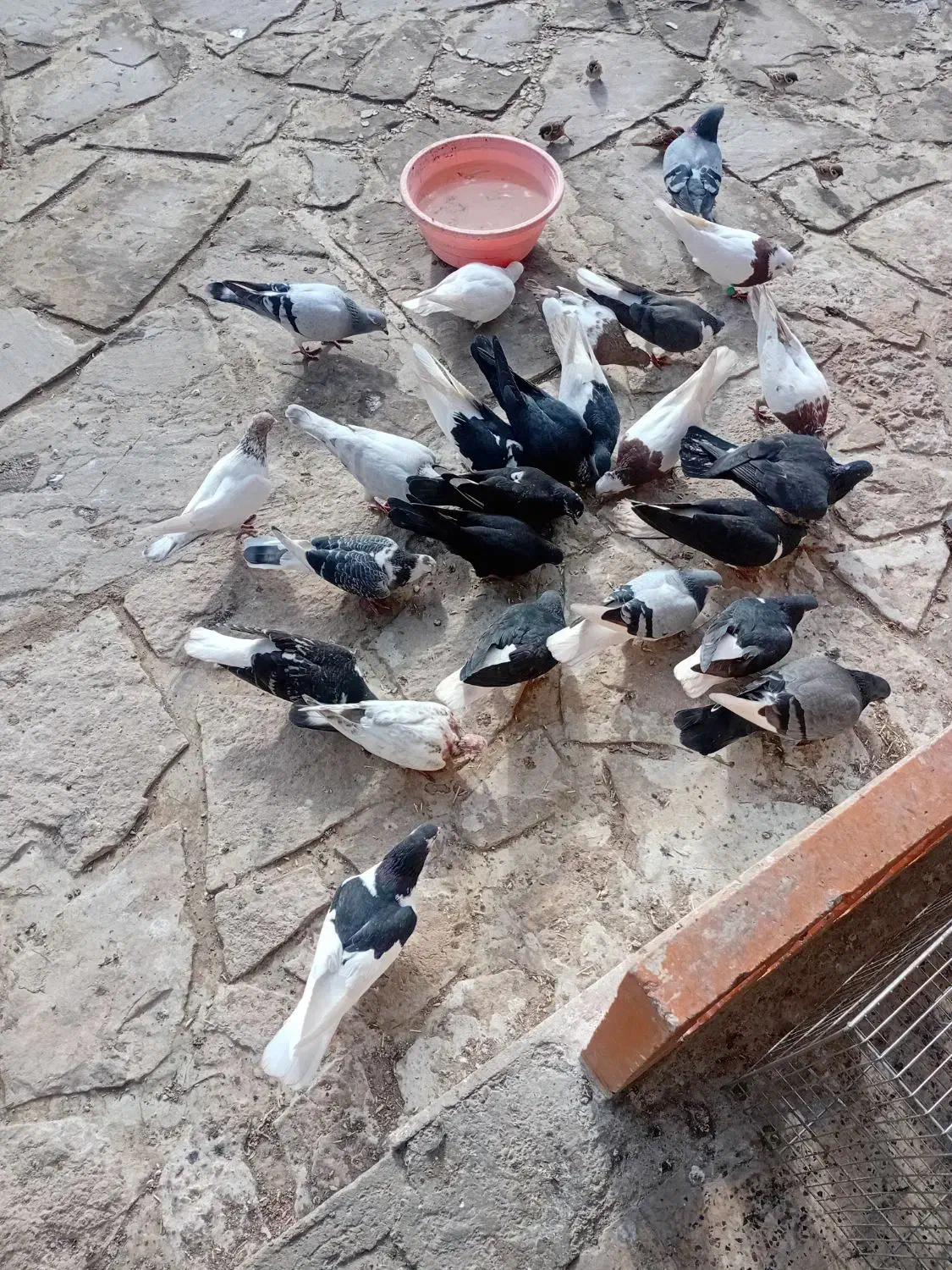 کبوتر|پرنده|مشهد, نوچاه|دیوار