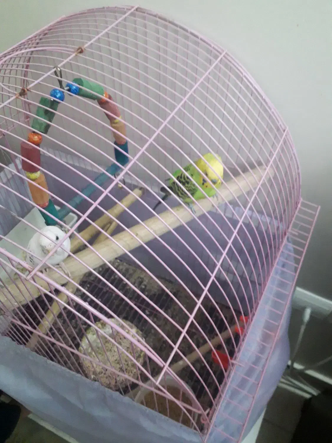 یک جفت مرغ عشق مولد|پرنده|تهران, جنت‌آباد شمالی|دیوار