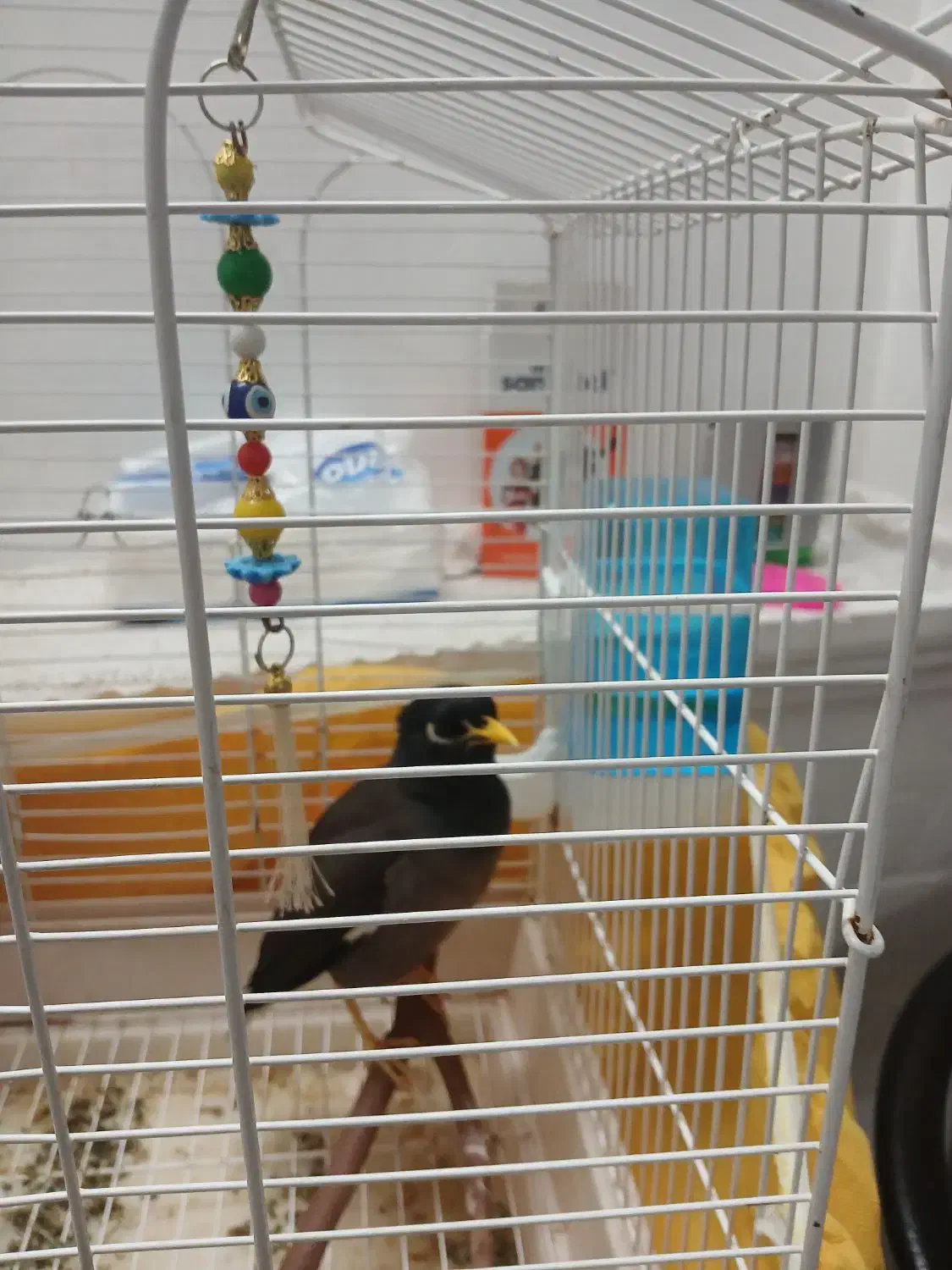 مینا|پرنده|قم, نوبهار|دیوار