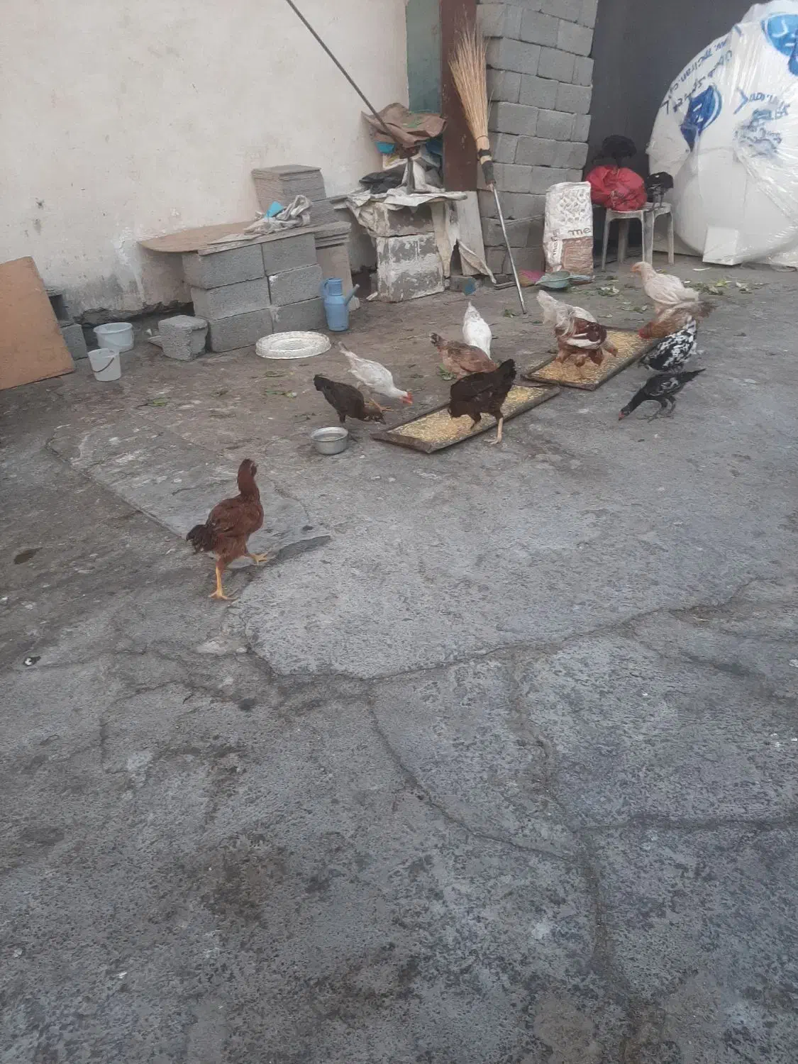 مرغ و خروس و جوجه رسمی|حیوانات مزرعه|محمدشهر, محمدشهر|دیوار