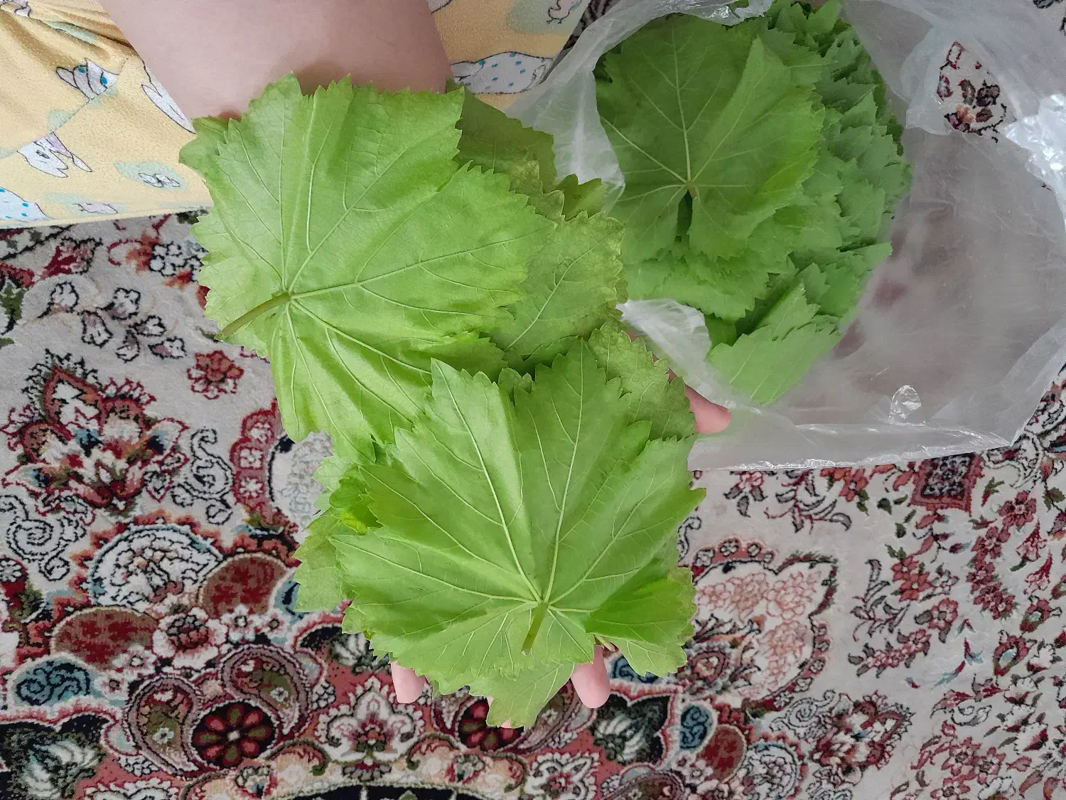 برگ مو مناسب|خوردنی و آشامیدنی|ارومیه, |دیوار