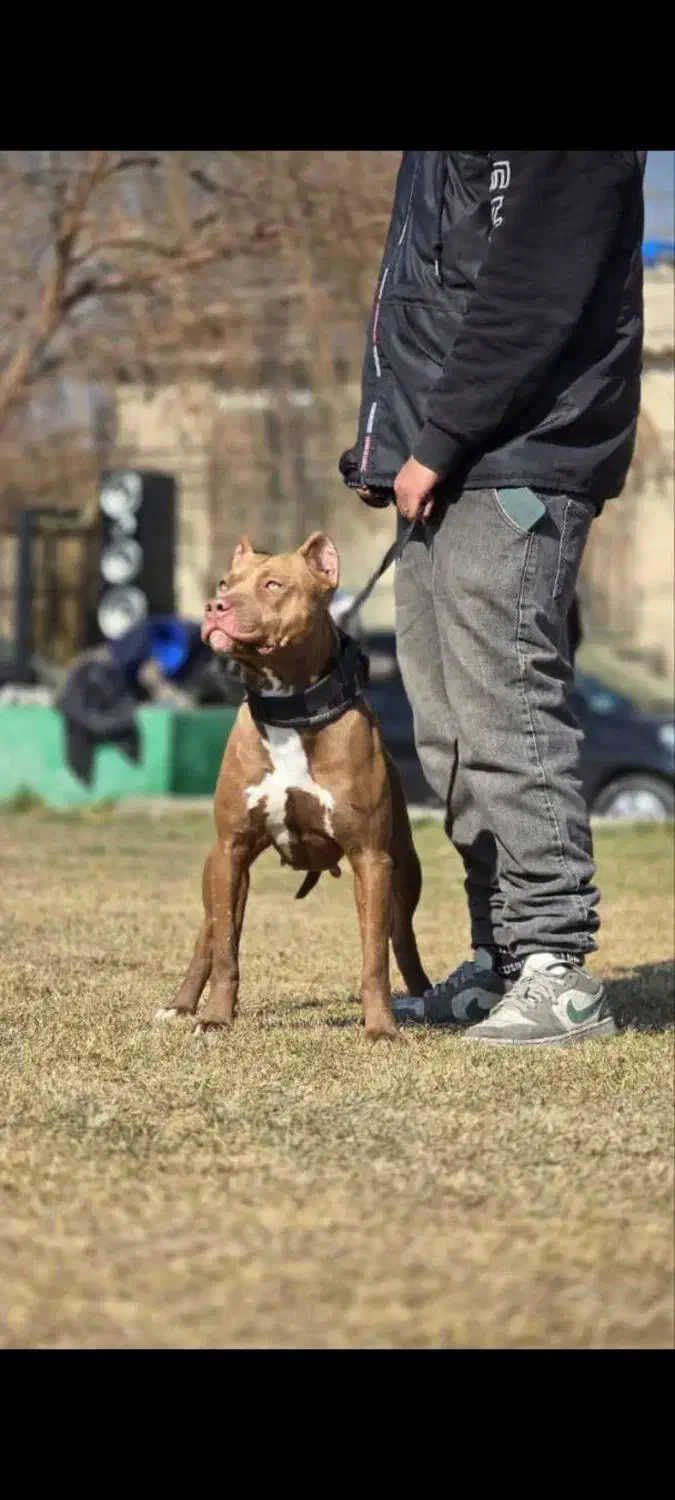 مربی سگ - رفتارشناس سگ - انواع‌نژادها|خدمات آموزشی|پردیس, فاز ۱|دیوار