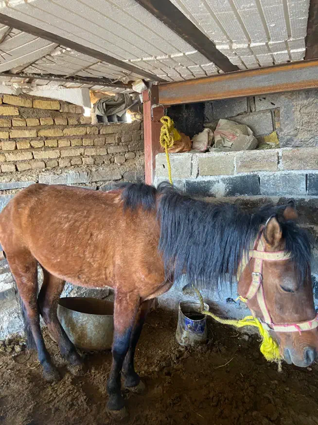 اسب|اسب و تجهیزات اسب‌سواری|تهران, لویزان|دیوار