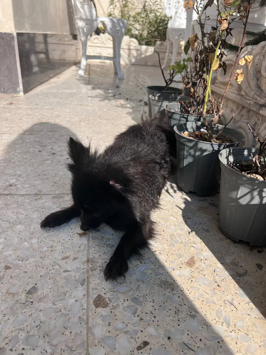 پامرین عروسکی|سگ|تنکابن, |دیوار