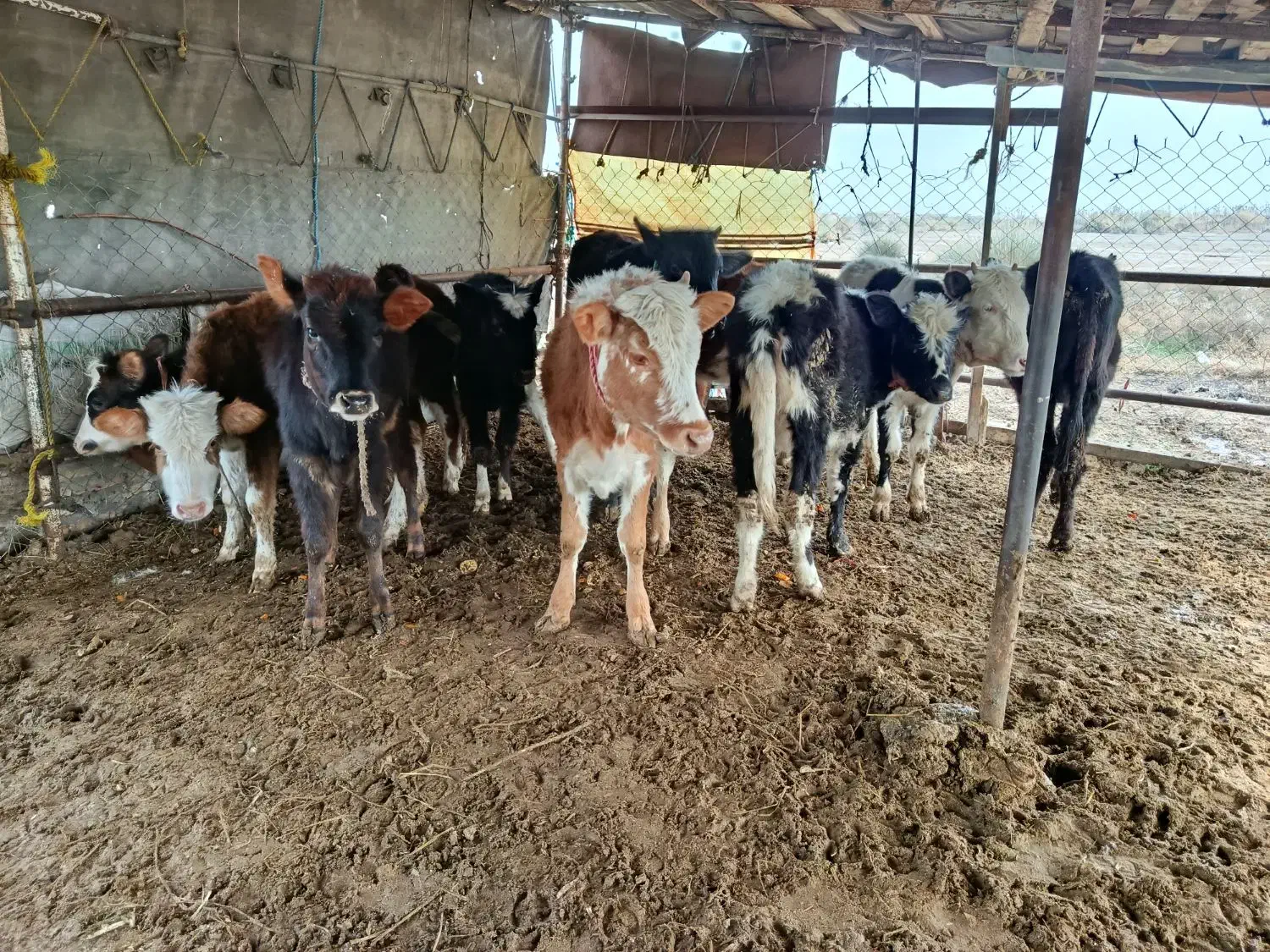 12عدد گوساله ماده دورگ محلی|حیوانات مزرعه|بندر ترکمن, |دیوار