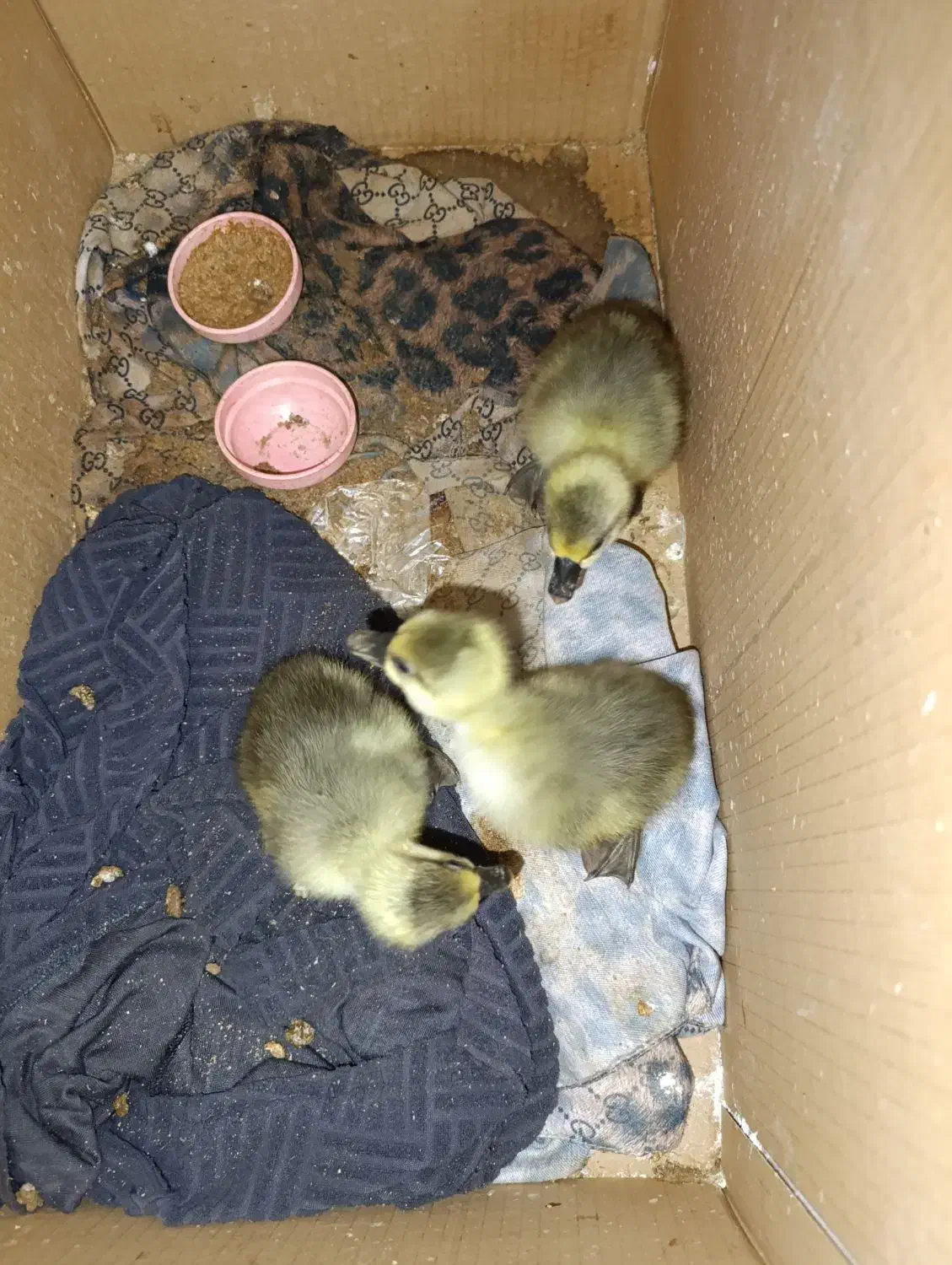 جوجه قوغاز . جوجه مرغ گلین چناران|حیوانات مزرعه|مشهد, شهرک امام هادی (شهرک غرب)|دیوار