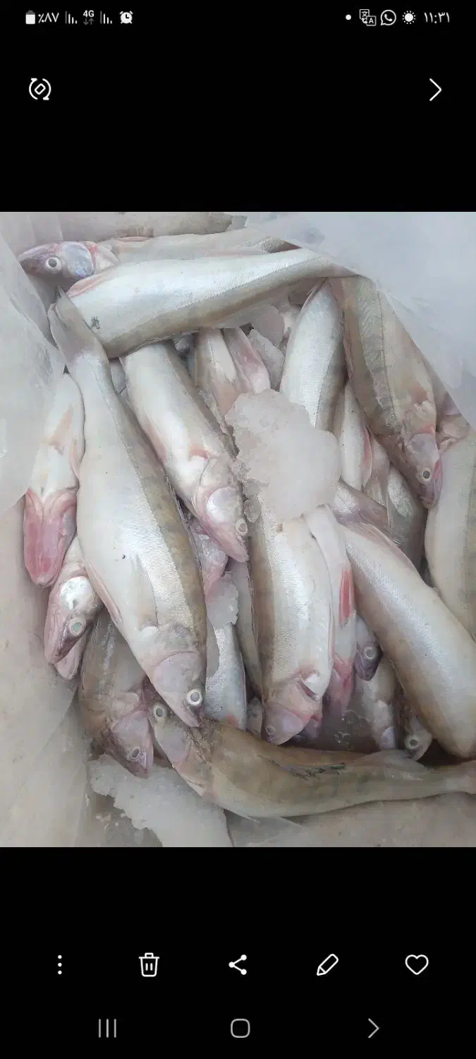 ماهی تازه صید روز|ماهی|اهر, |دیوار