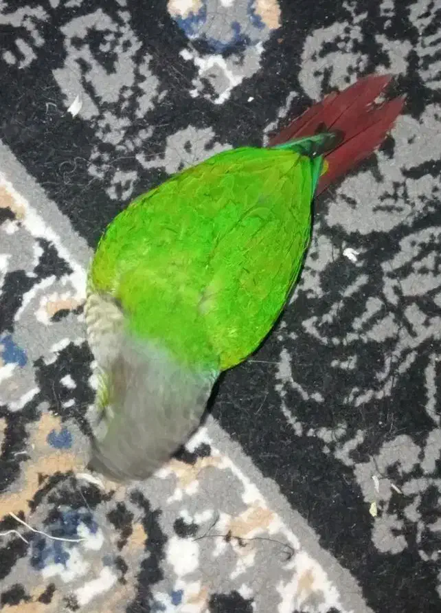 گرینچیک .لوسی وخوابیدنش،و توپ بازی|پرنده|کرج, عظیمیه|دیوار