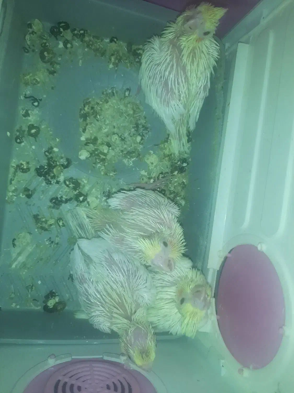 چهارعددجوجه سرلاکی|پرنده|بهشهر, |دیوار