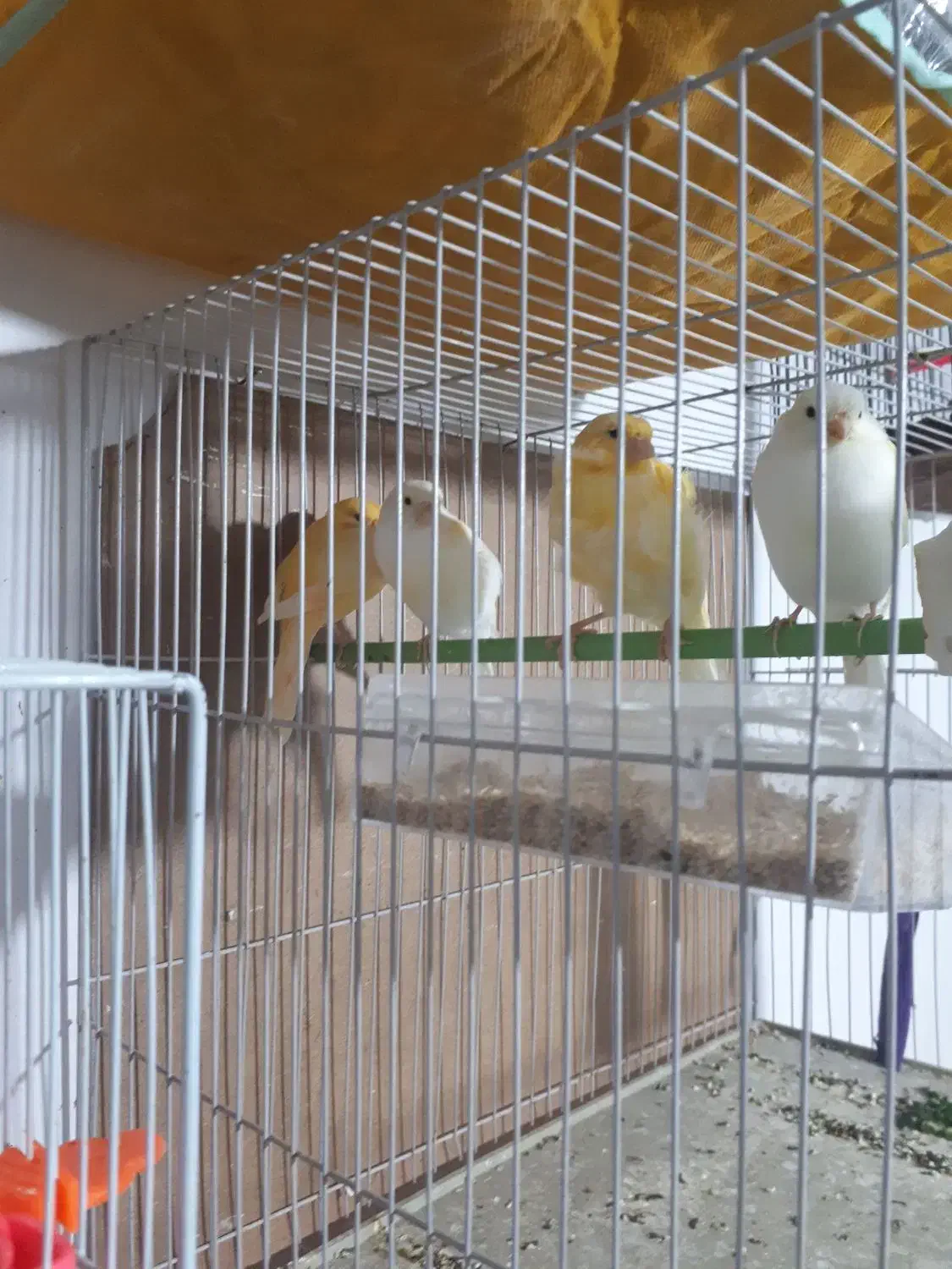 قناری|پرنده|تربتحیدریه, ترمینال|دیوار