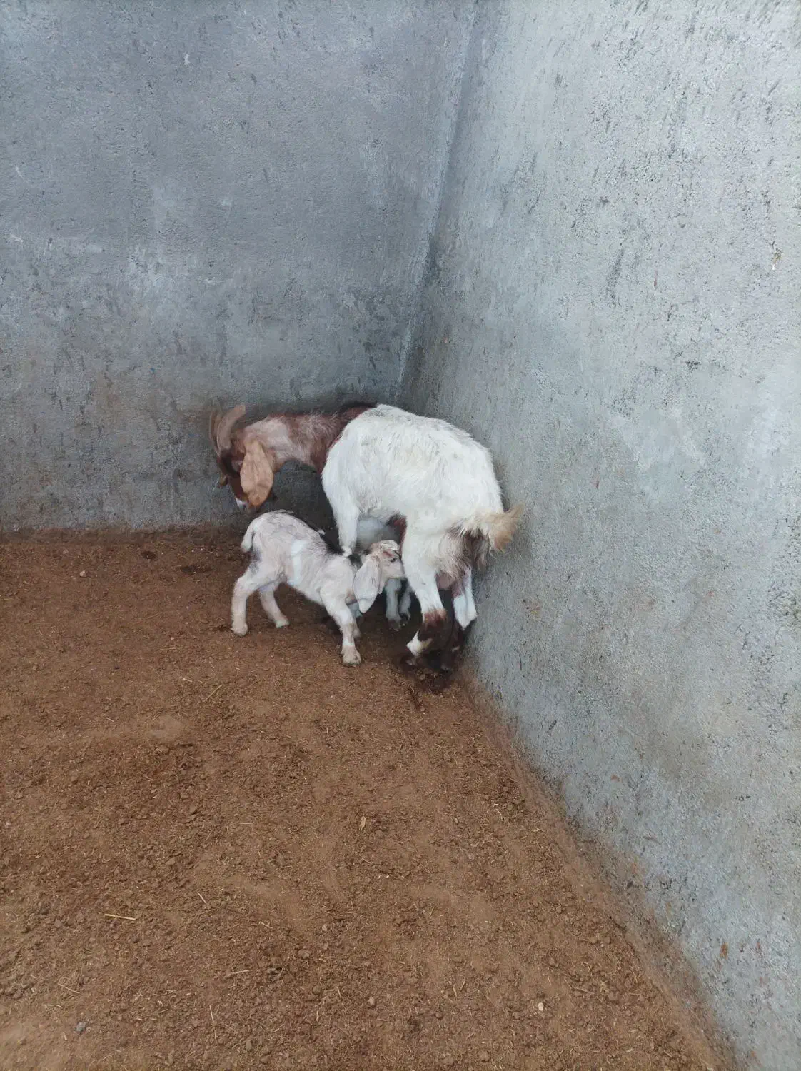 بز دو قلو|حیوانات مزرعه|شیروان (خراسان), |دیوار