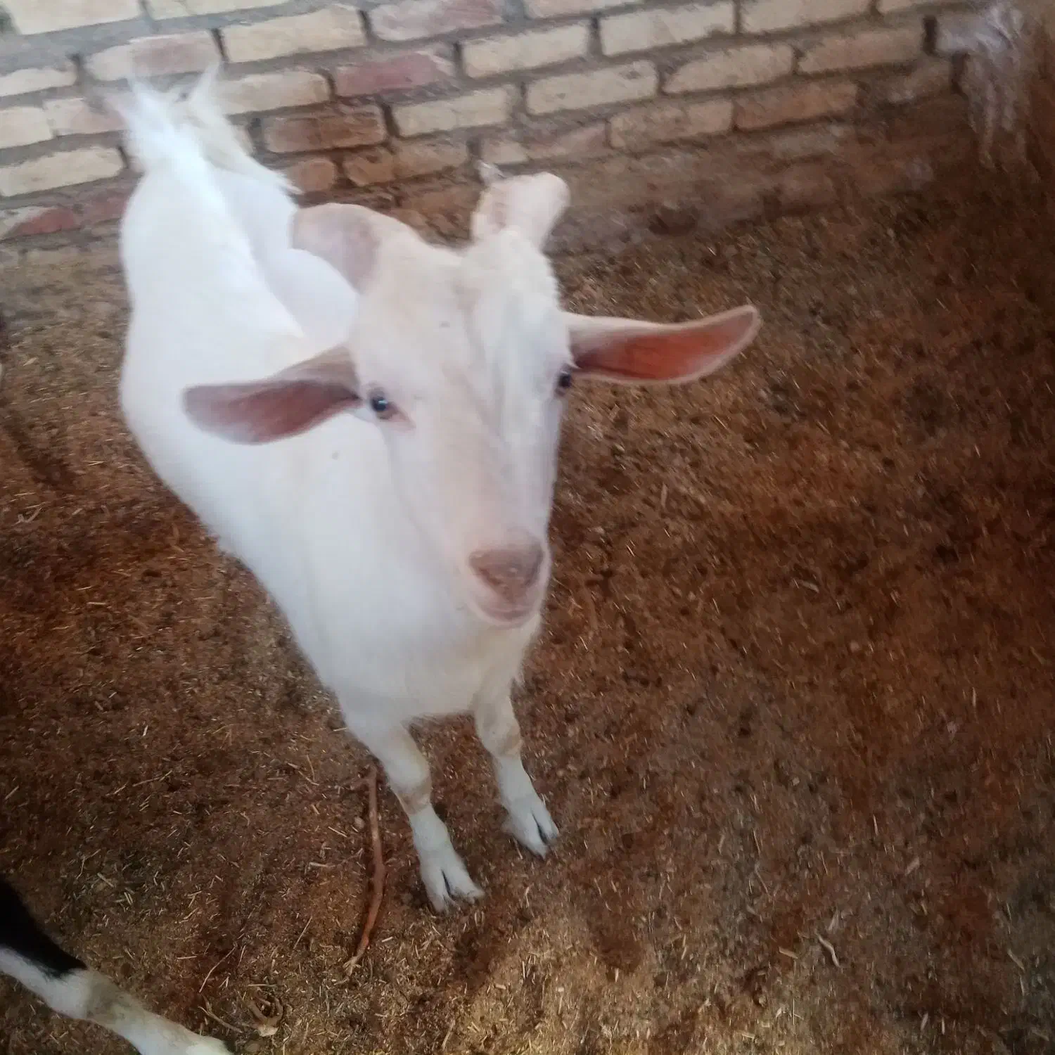 بزغاله دورگ سانن|حیوانات مزرعه|اسلامیه, |دیوار