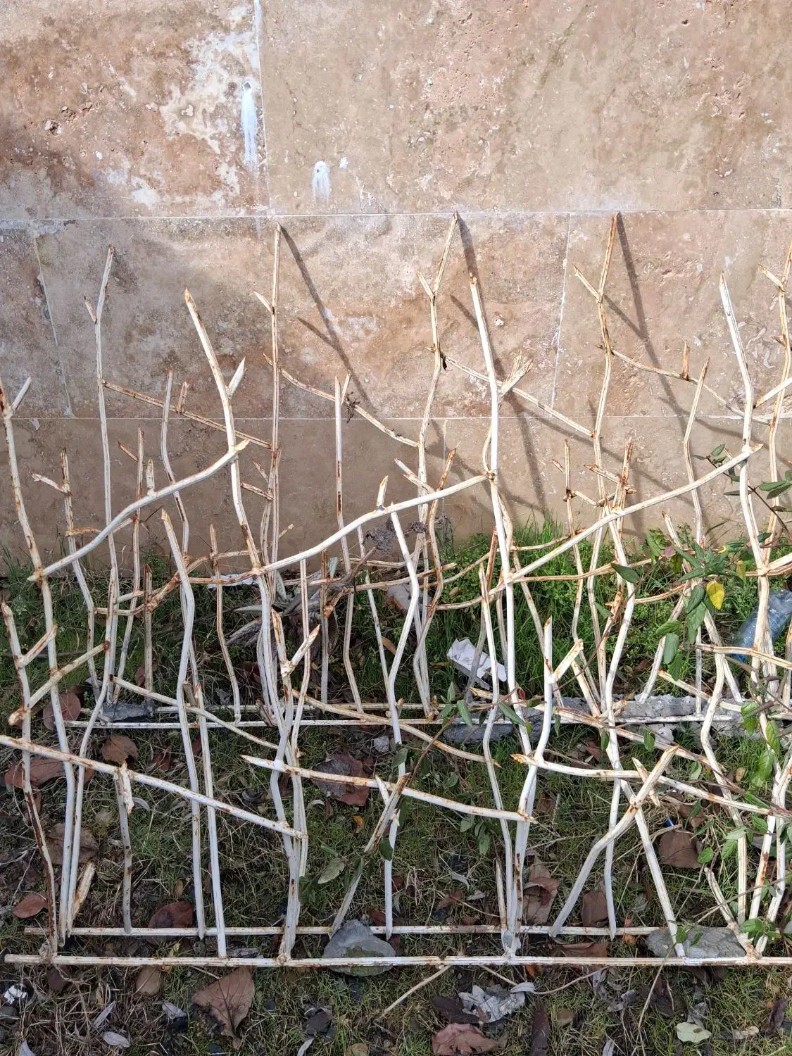 حفاظ شاخه گوزنی|خدمات باغبانی و درختکاری|امامزاده عبدالله, |دیوار