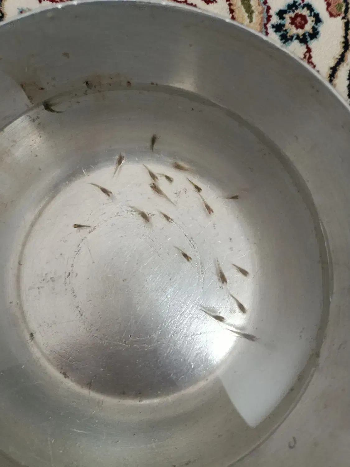 ماهی|ماهی|نظرآباد, مسکن مهر نظرآباد|دیوار