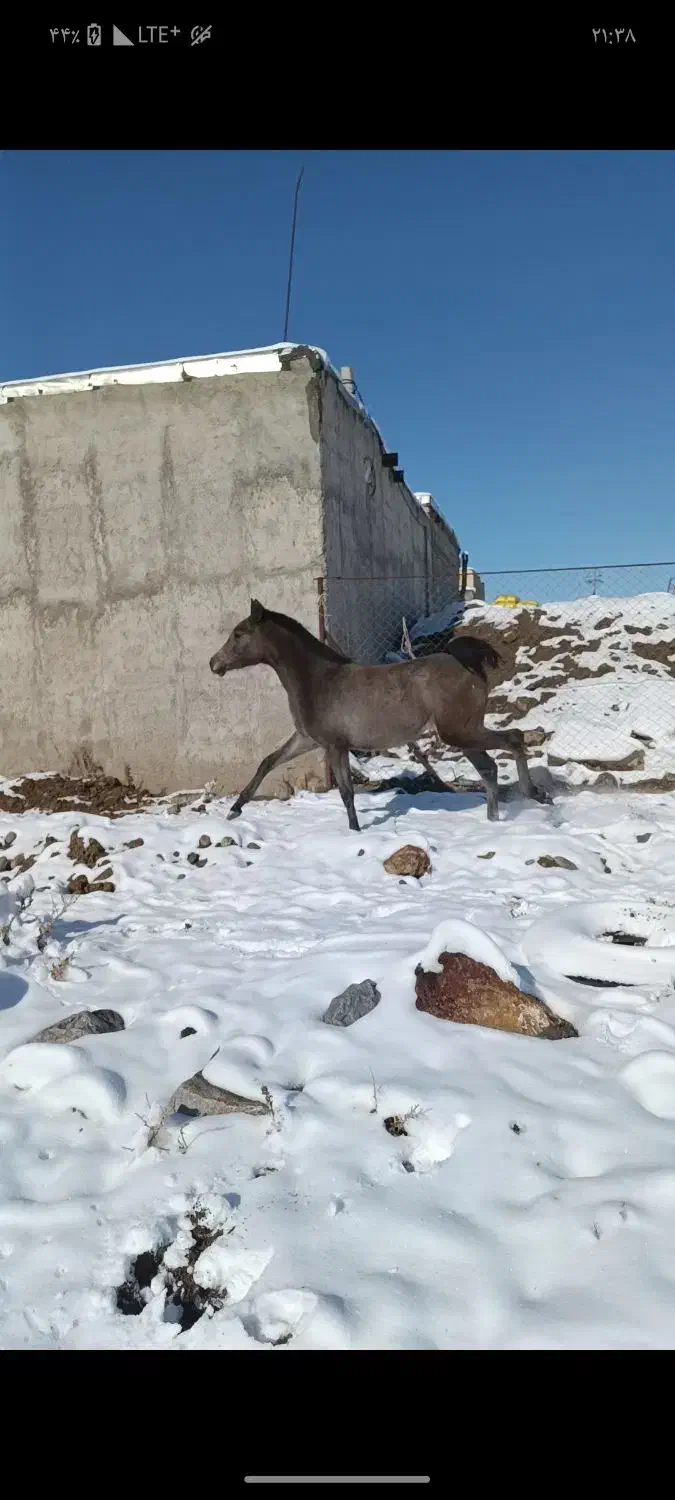 کره مادیان|اسب و تجهیزات اسب‌سواری|اهر, |دیوار