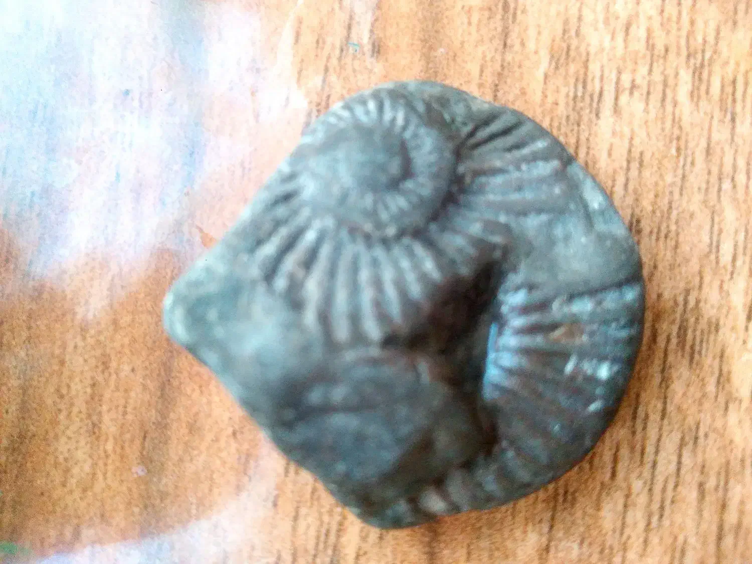 فسیل حلزون|کلکسیون اشیاء عتیقه|نگین شهر, |دیوار