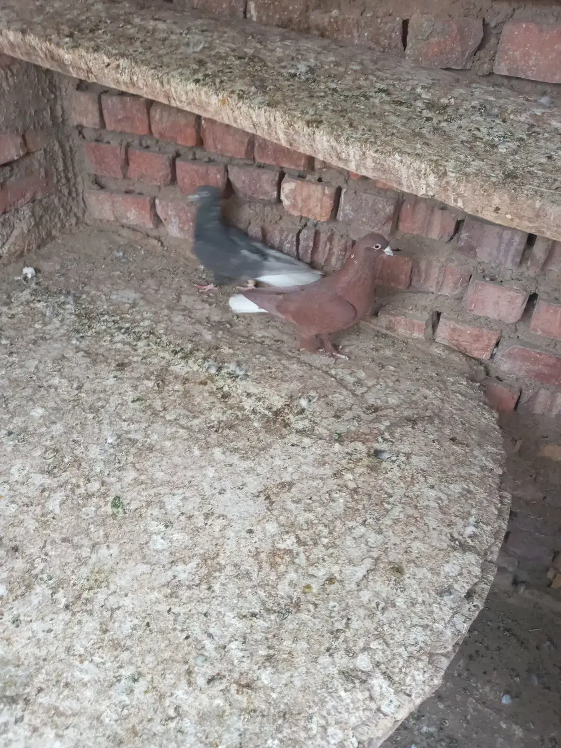 جفت دم سفید اسطوره|پرنده|زرند, |دیوار