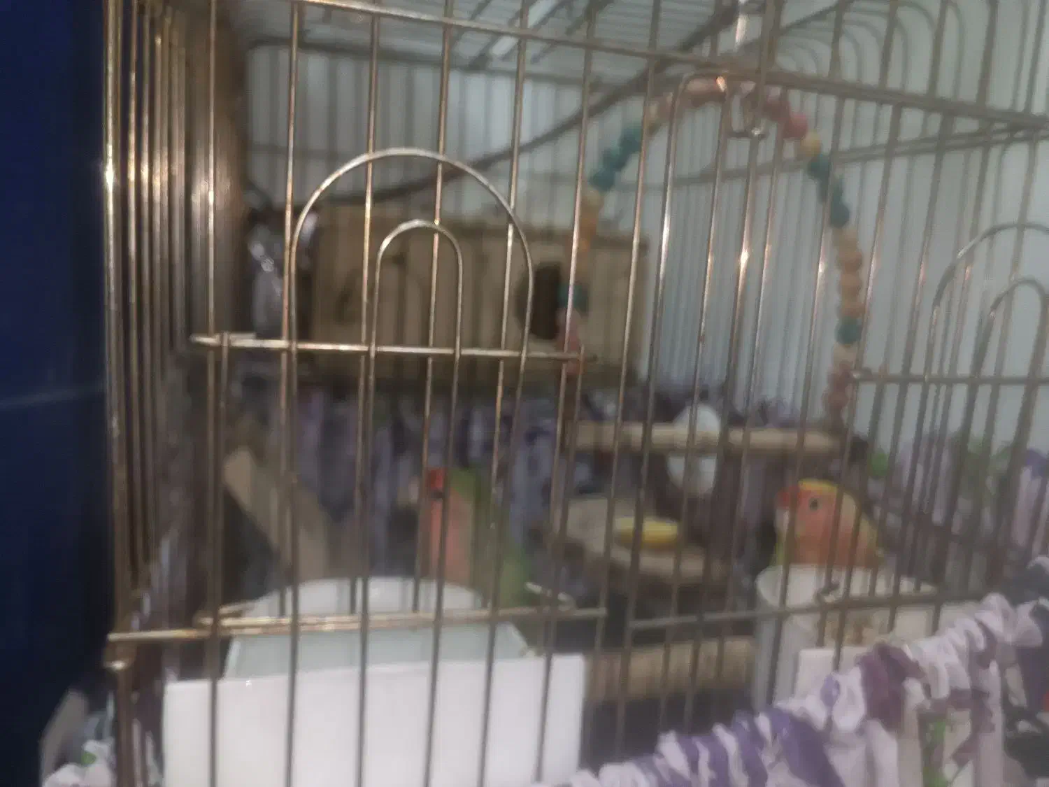 طوطی برزیلی|پرنده|چهاردانگه (تهران), |دیوار