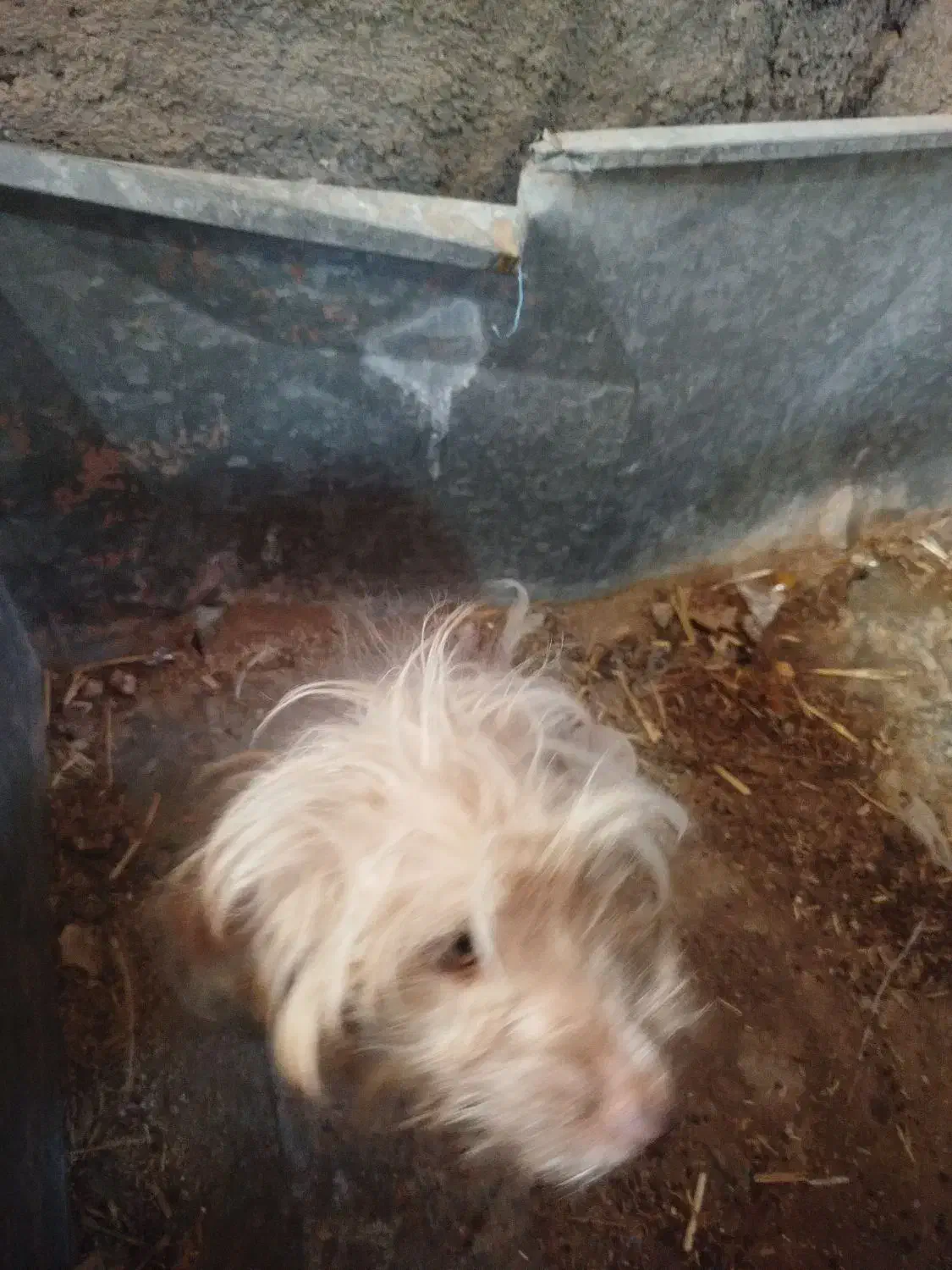 سگ زینتی|سگ|آران و بیدگل, |دیوار