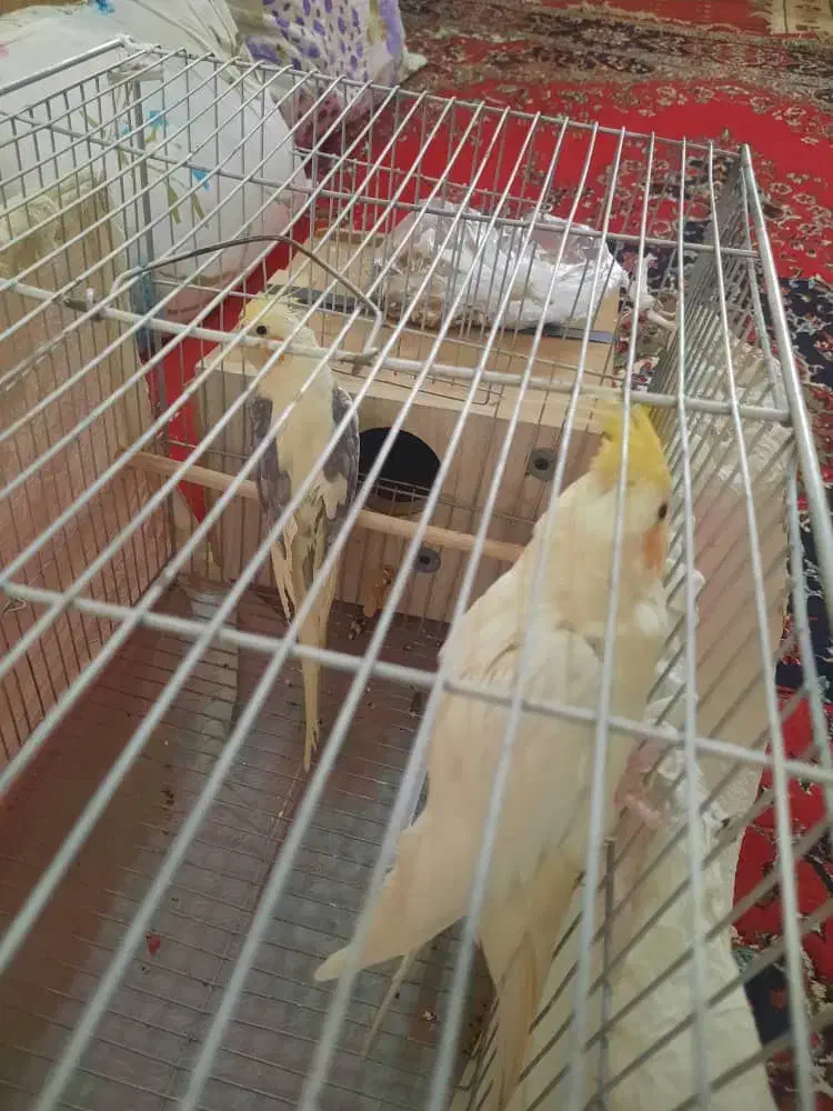 پرنده|پرنده|اصفهان, درب سیبه علیا|دیوار