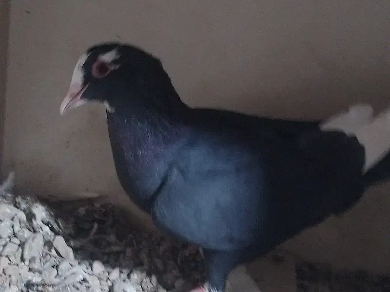 کفتر|پرنده|زرند, |دیوار