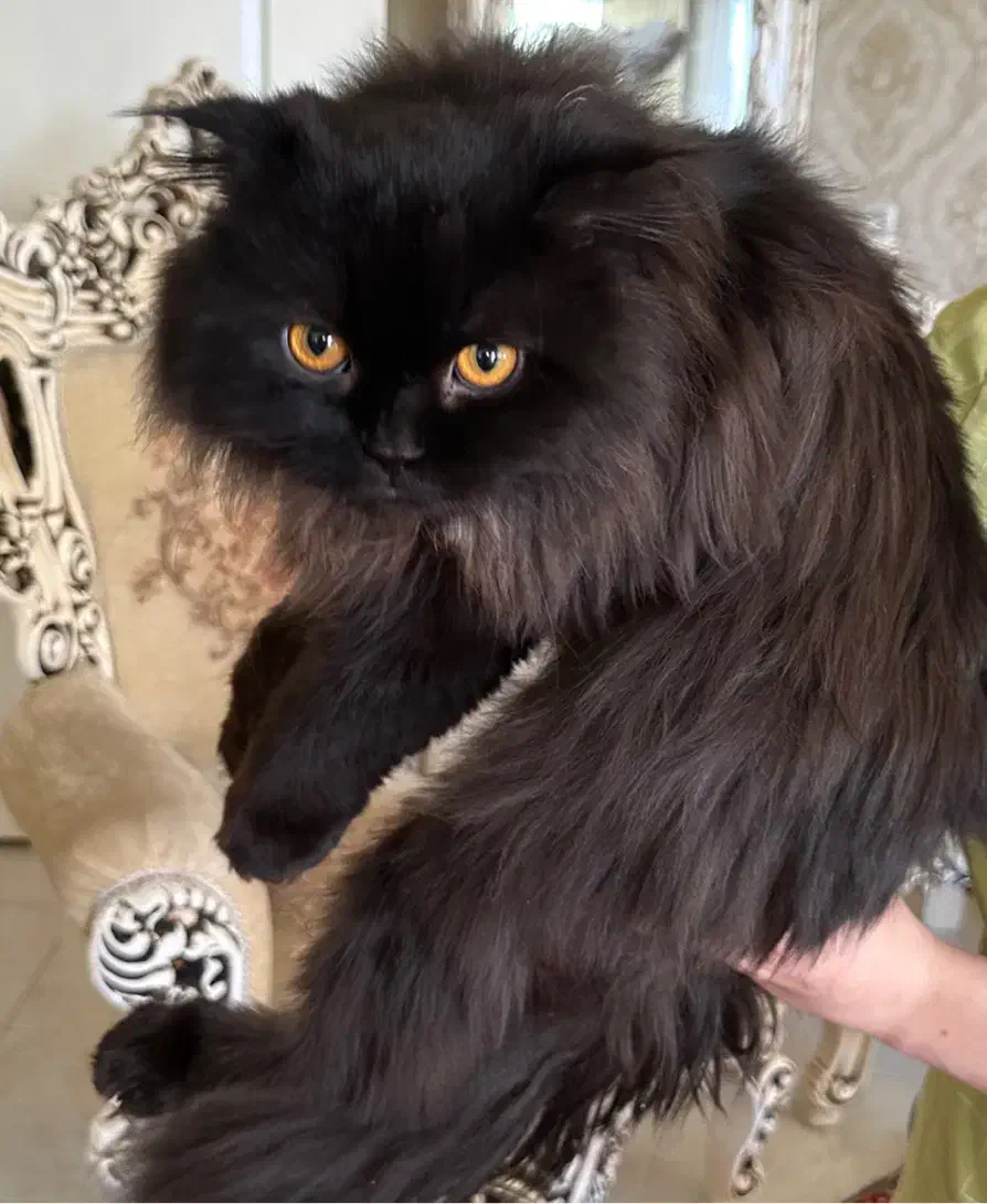 گربه اسکاتیش لانگ هیر|گربه|تبریز, |دیوار