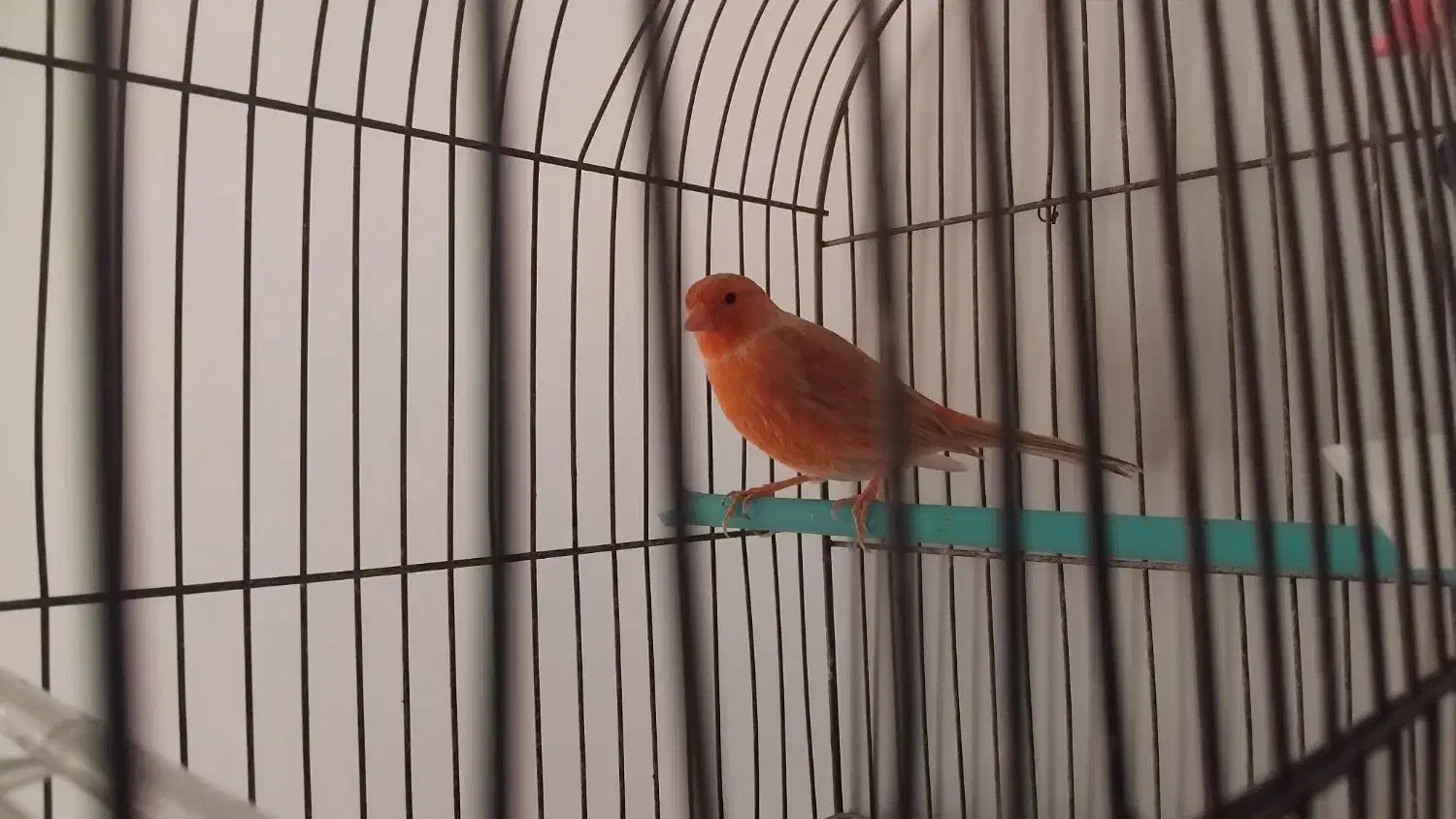 قناری ماده|پرنده|کرمانشاه, |دیوار