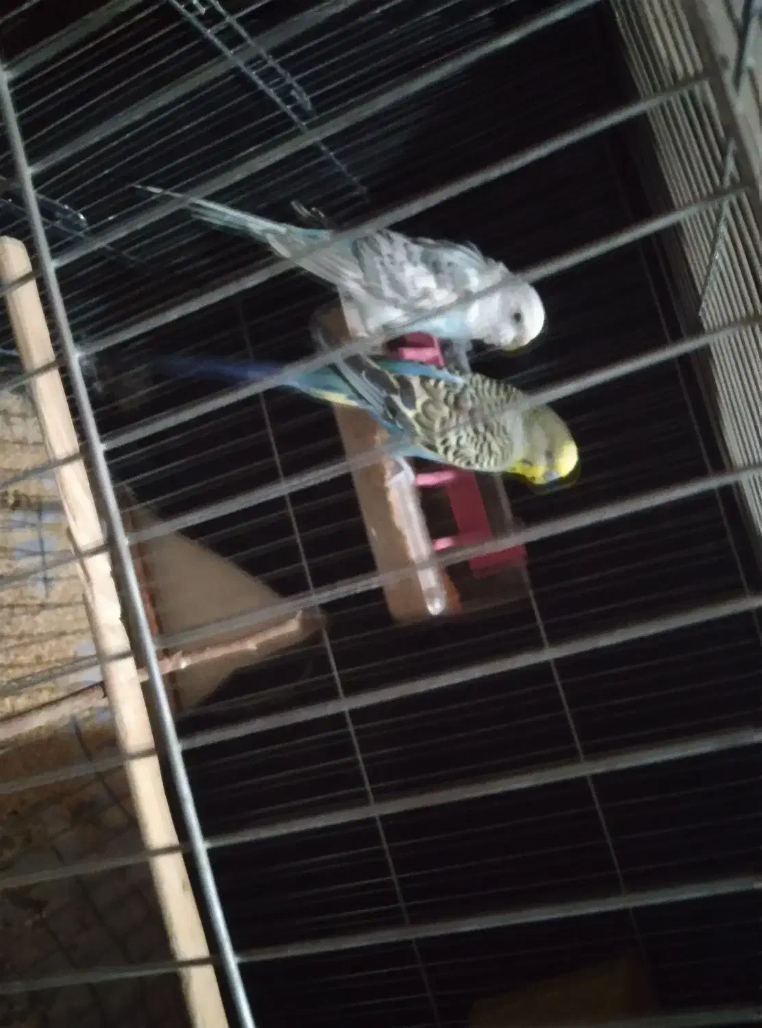 مرغ عشق|پرنده|ایرانشهر, |دیوار