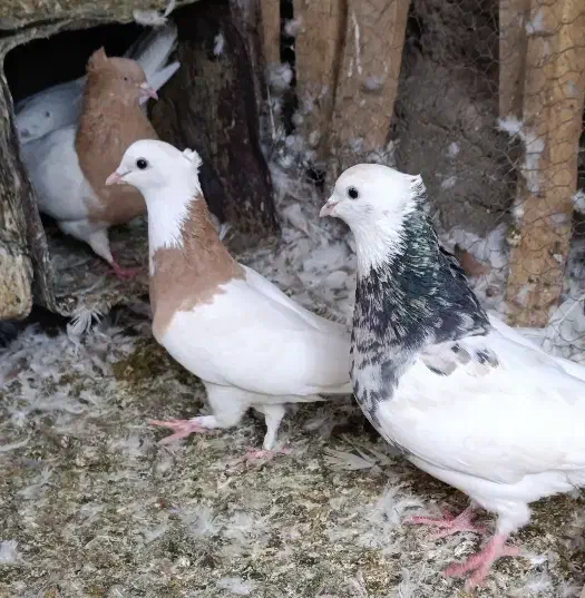 ریش سبز .خال سیاه افغان . کله سرخ زرد چپ سیاه نقش|پرنده|بیرجند, |دیوار