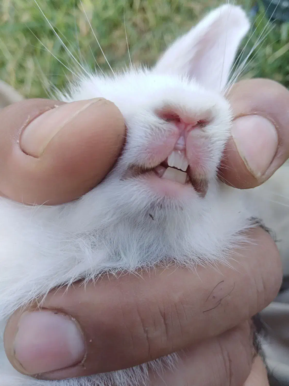 خرگوش لوپ|موش و خرگوش|مهاباد (آذربایجان غربی), |دیوار