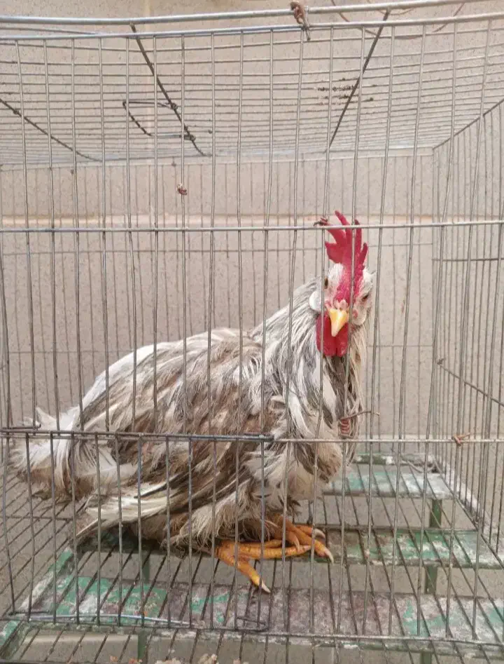 خروس محلی|حیوانات مزرعه|رباط‌کریم, کاظم‌آباد|دیوار