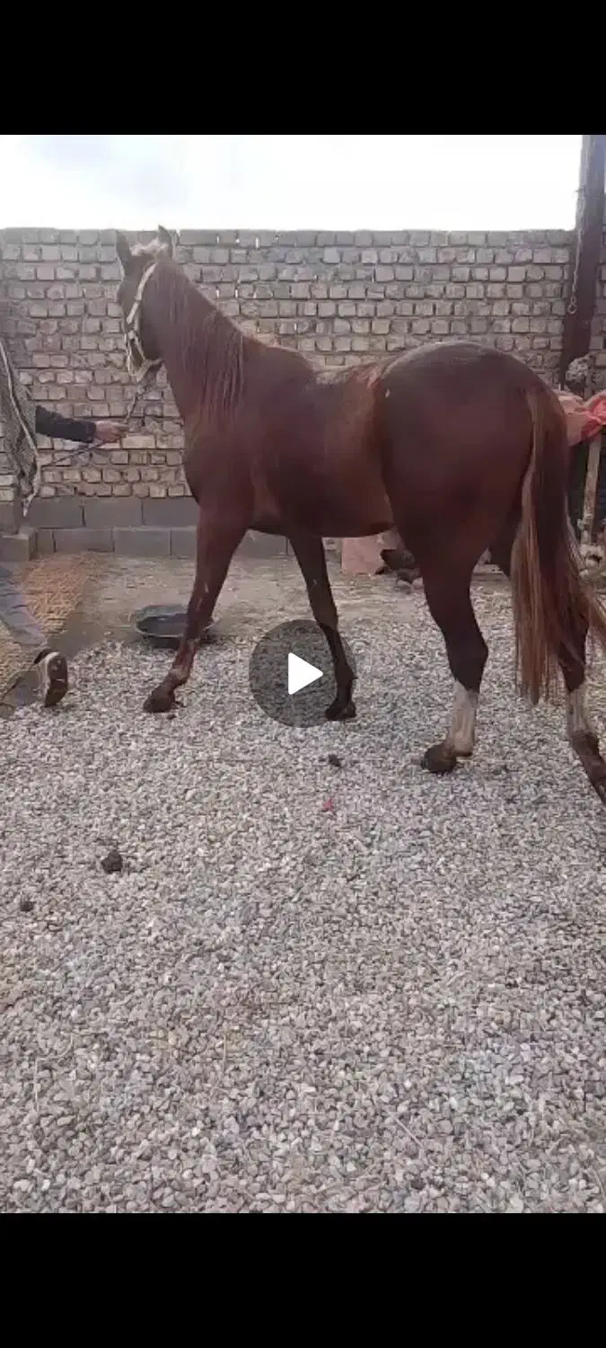 اسب|اسب و تجهیزات اسبسواری|اصفهان, زیار|دیوار