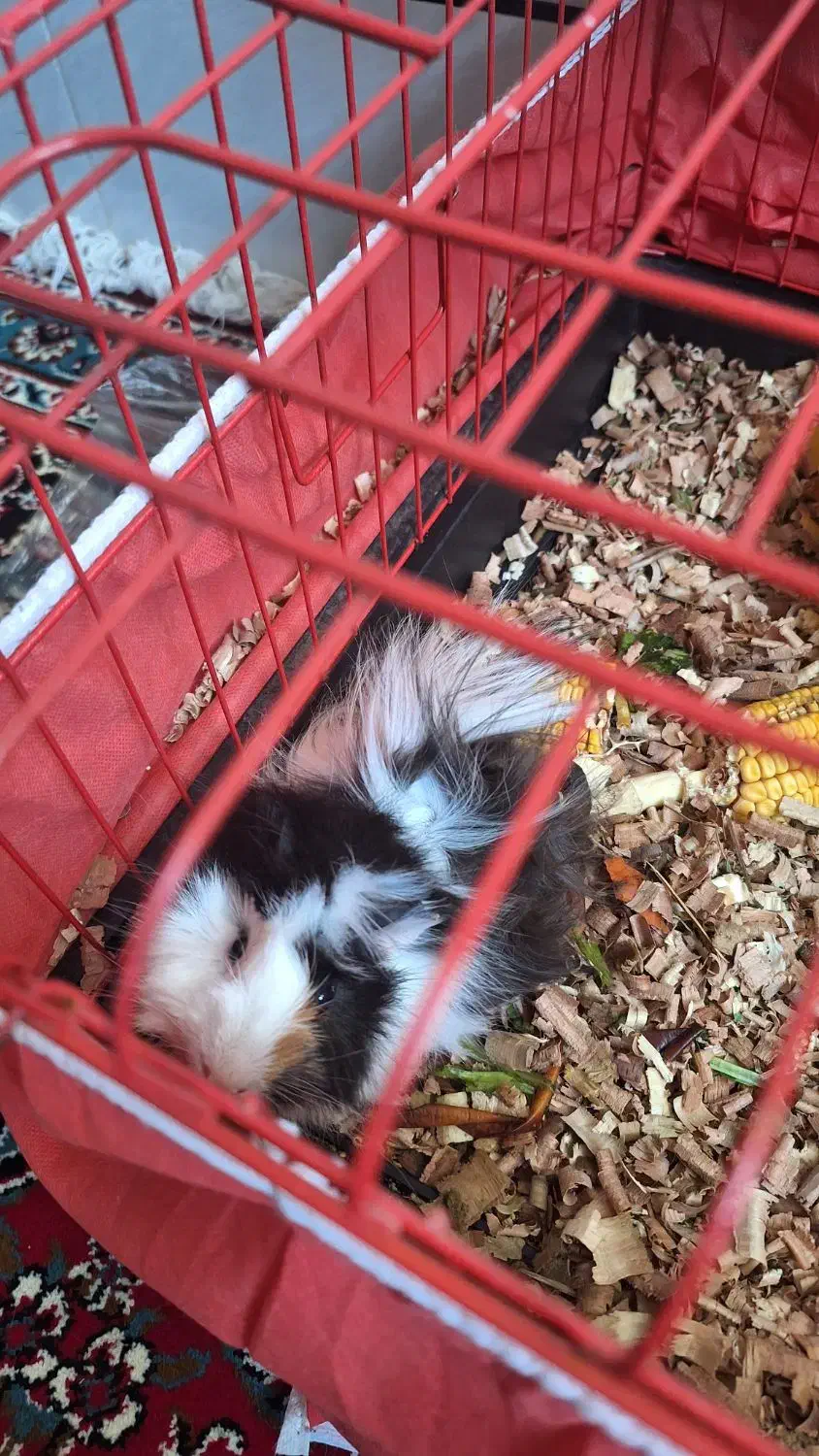 خوکچه  هندی|موش و خرگوش|کاشان, آیت الله سعیدی|دیوار