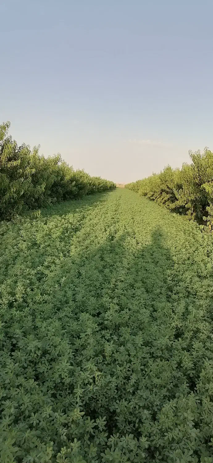 بذر یونجه|خدمات باغبانی و درختکاری|مهاباد (آذربایجان غربی), |دیوار