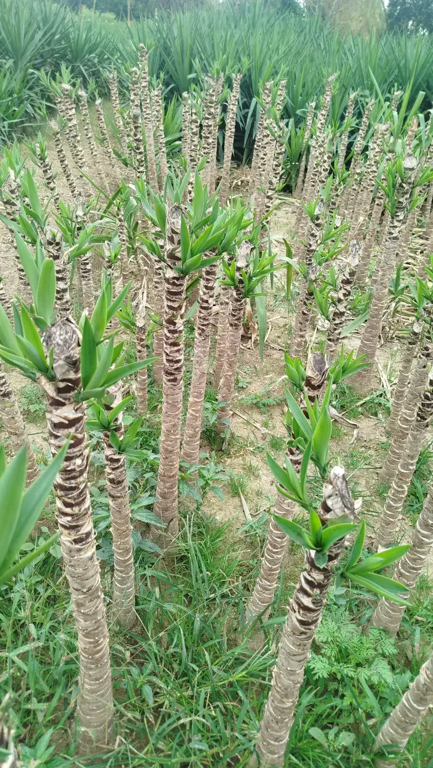 یوکا پایدار|گل و گیاه طبیعی|بابل, |دیوار