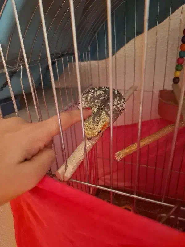 عروس هلندی|پرنده|شاهینشهر, شهرک گلدیس|دیوار