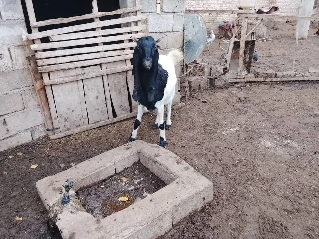 بزپاکستانی ابستن دوقلو|حیوانات مزرعه|آق قلا, |دیوار