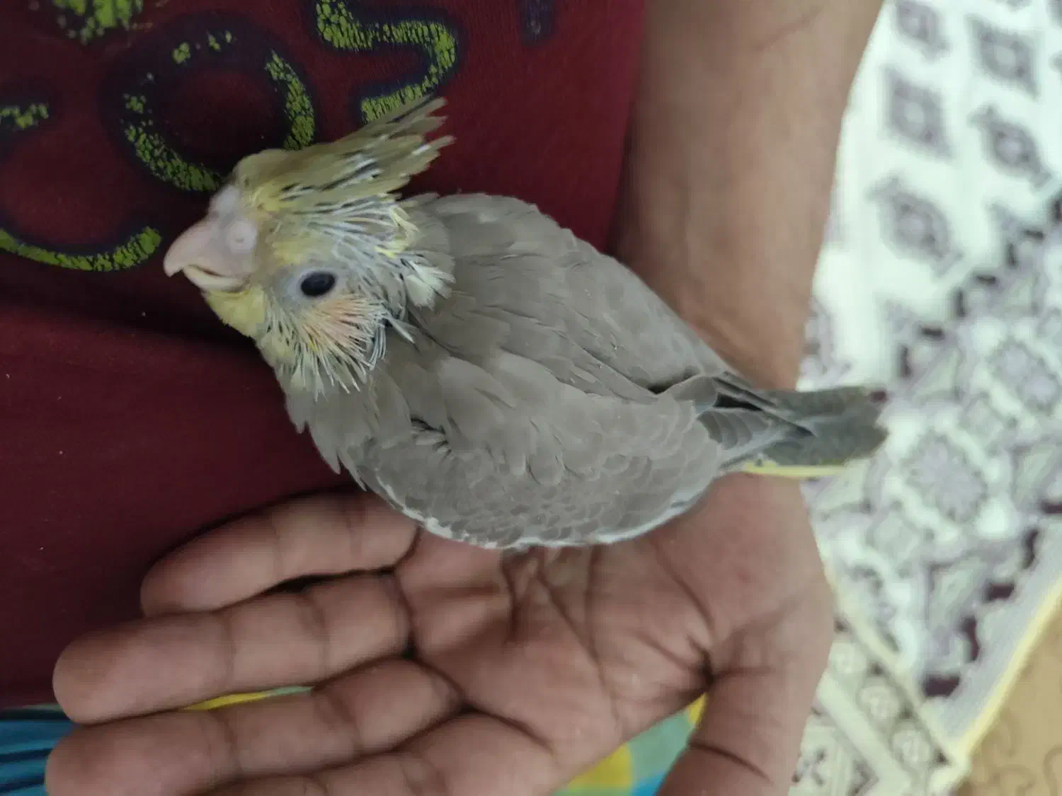 یک جفت بادوتا بچه دوماهه بادوتاقفس ولوازم|پرنده|بجنورد, |دیوار