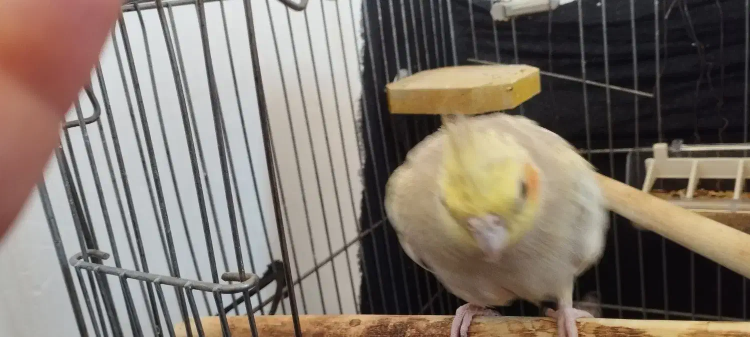 عروس هلندی ماده|پرنده|سرپل ذهاب, |دیوار