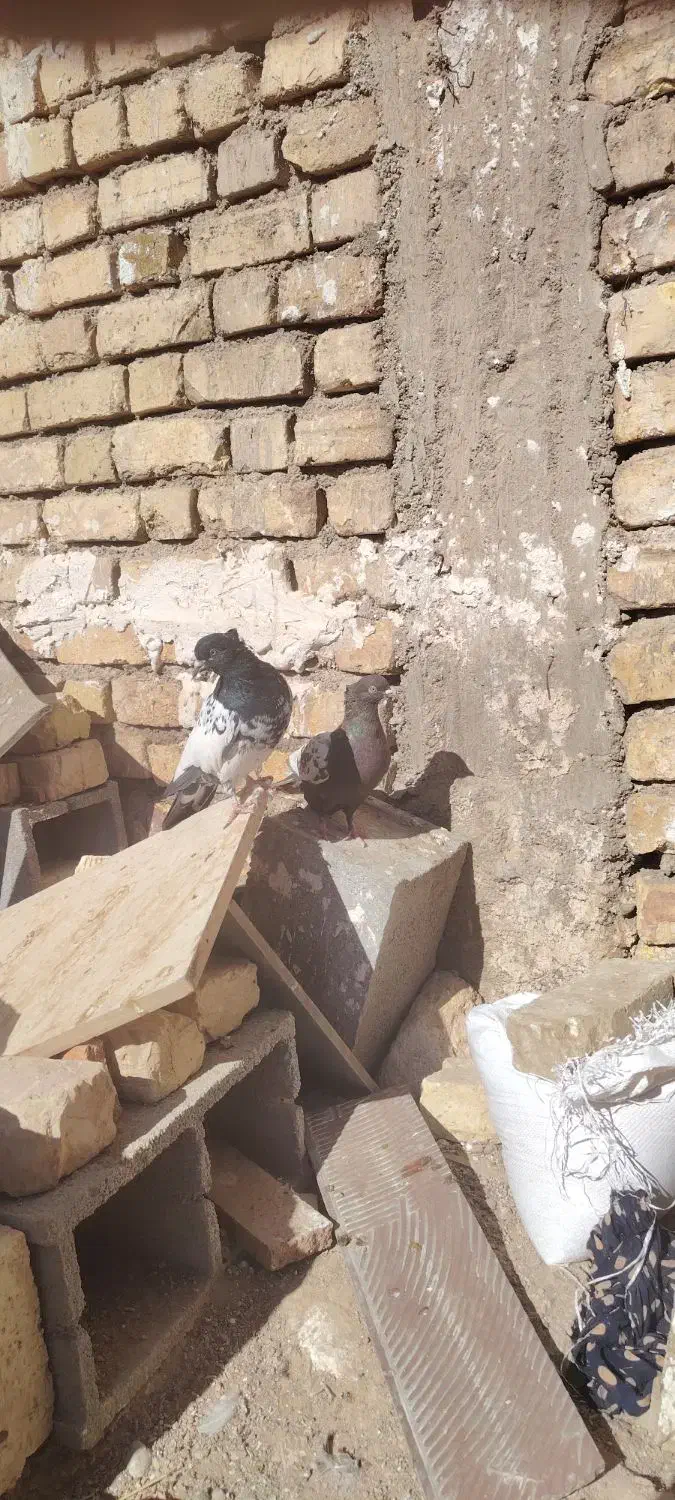 کفتر|پرنده|شهرضا, |دیوار