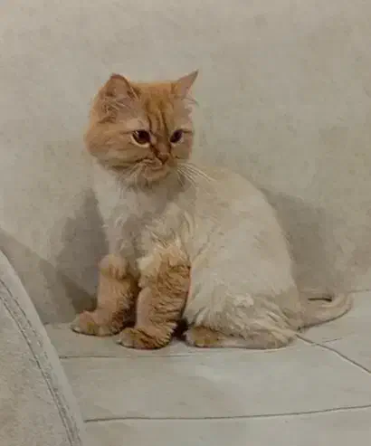 واگذاری گربه پرشین|گربه|مهاباد (آذربایجان غربی), |دیوار