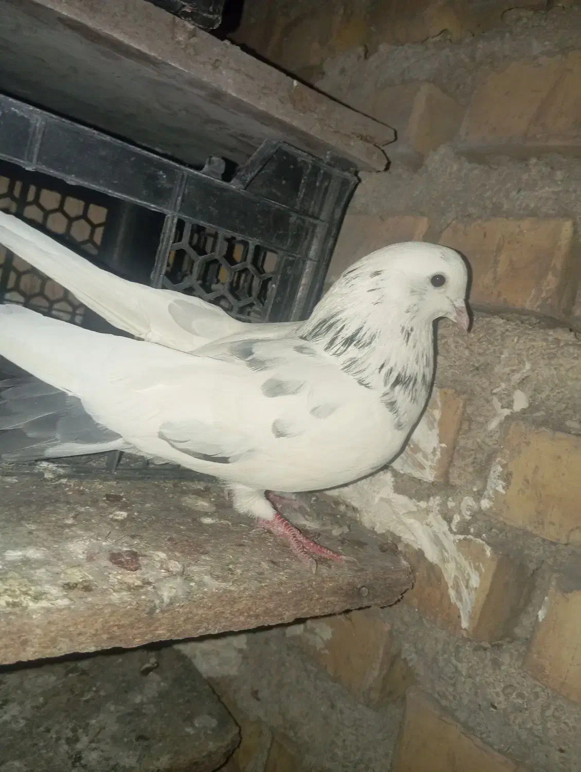 نر خالپیس|پرنده|ایذه, |دیوار