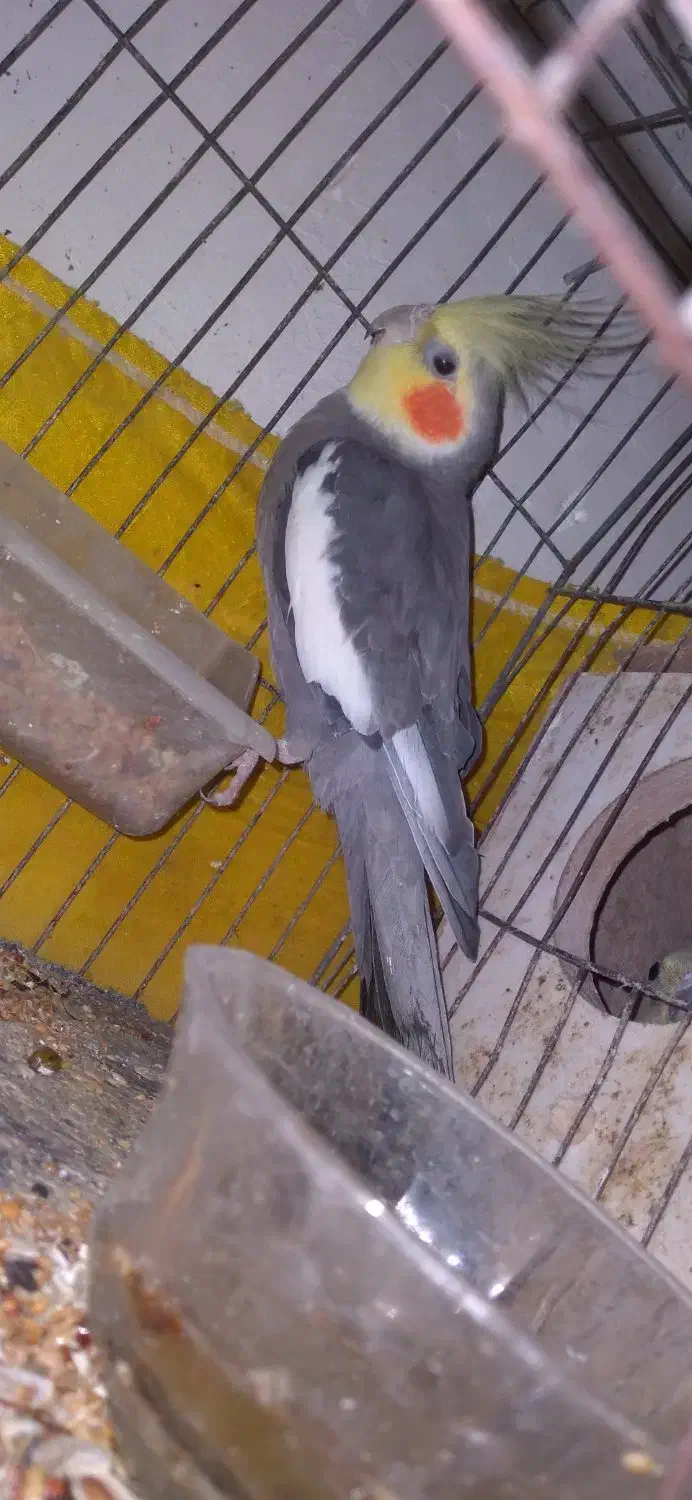 عروس هلندی دوعدد|پرنده|آستانه اشرفیه, |دیوار