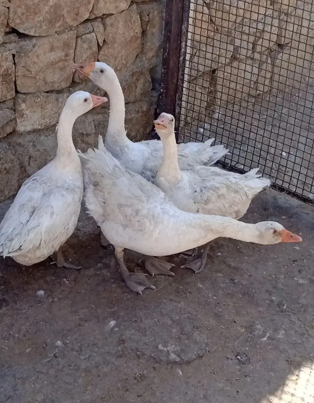 چهار تا غاز ارگانیک هم داشتی هم گوشتی|حیوانات مزرعه|دره شهر, |دیوار