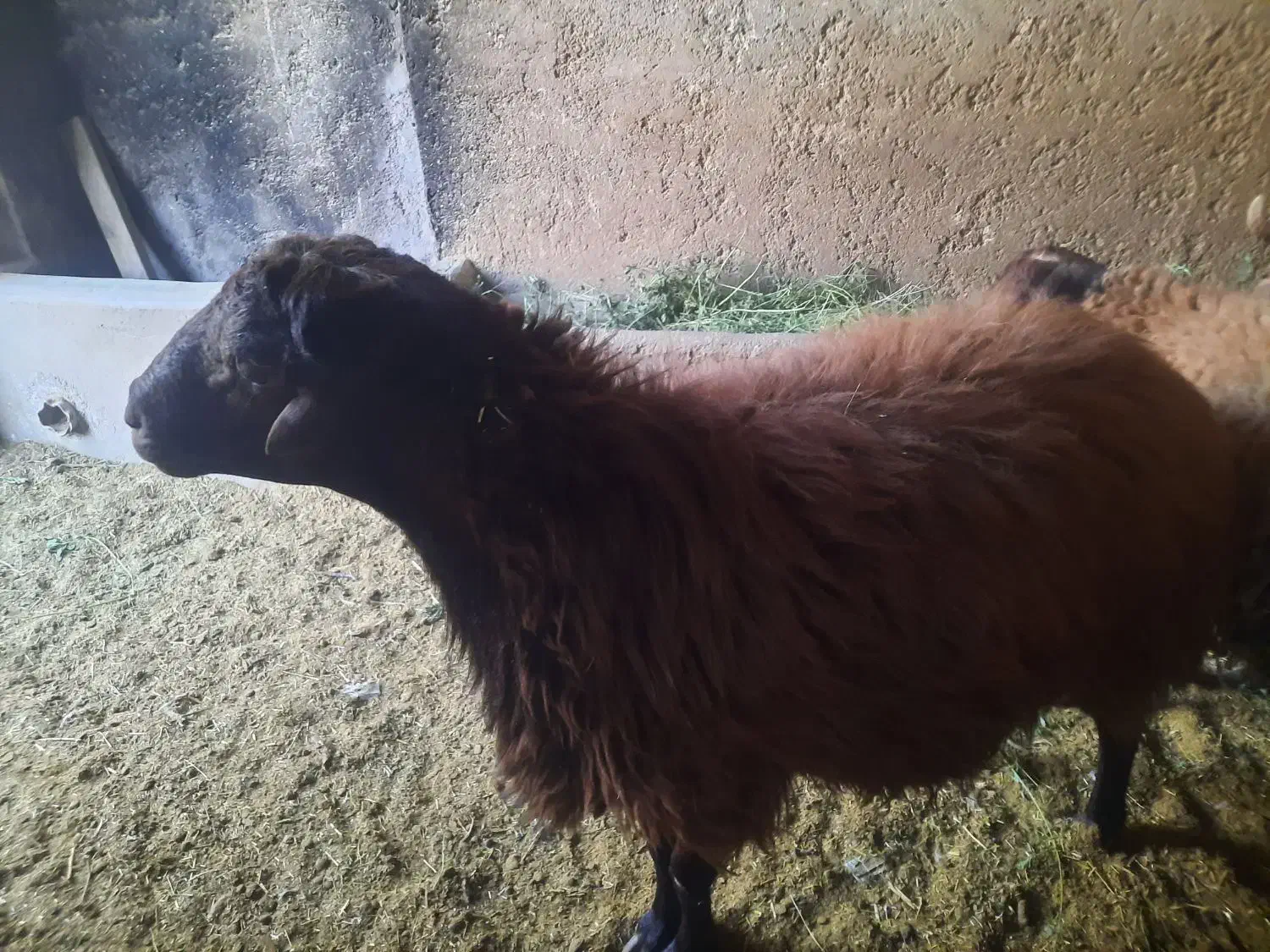 گوسفند نره چاق|حیوانات مزرعه|کاشان, دشت لتحر|دیوار